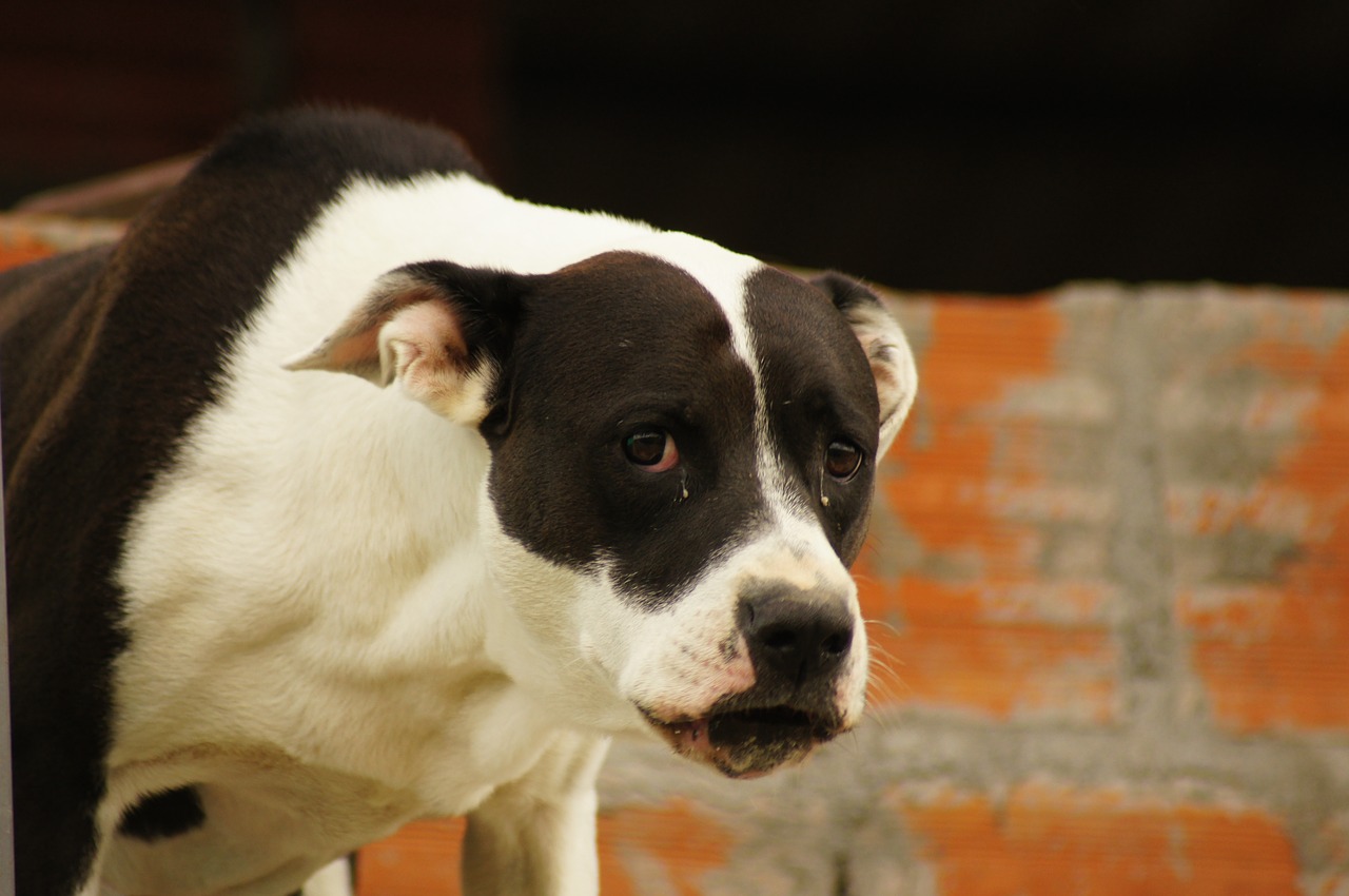 Image - my dogs the field armenia quindio