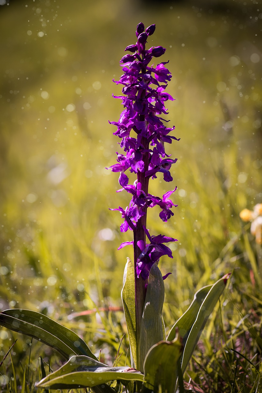 Image - orchid wild plant purple