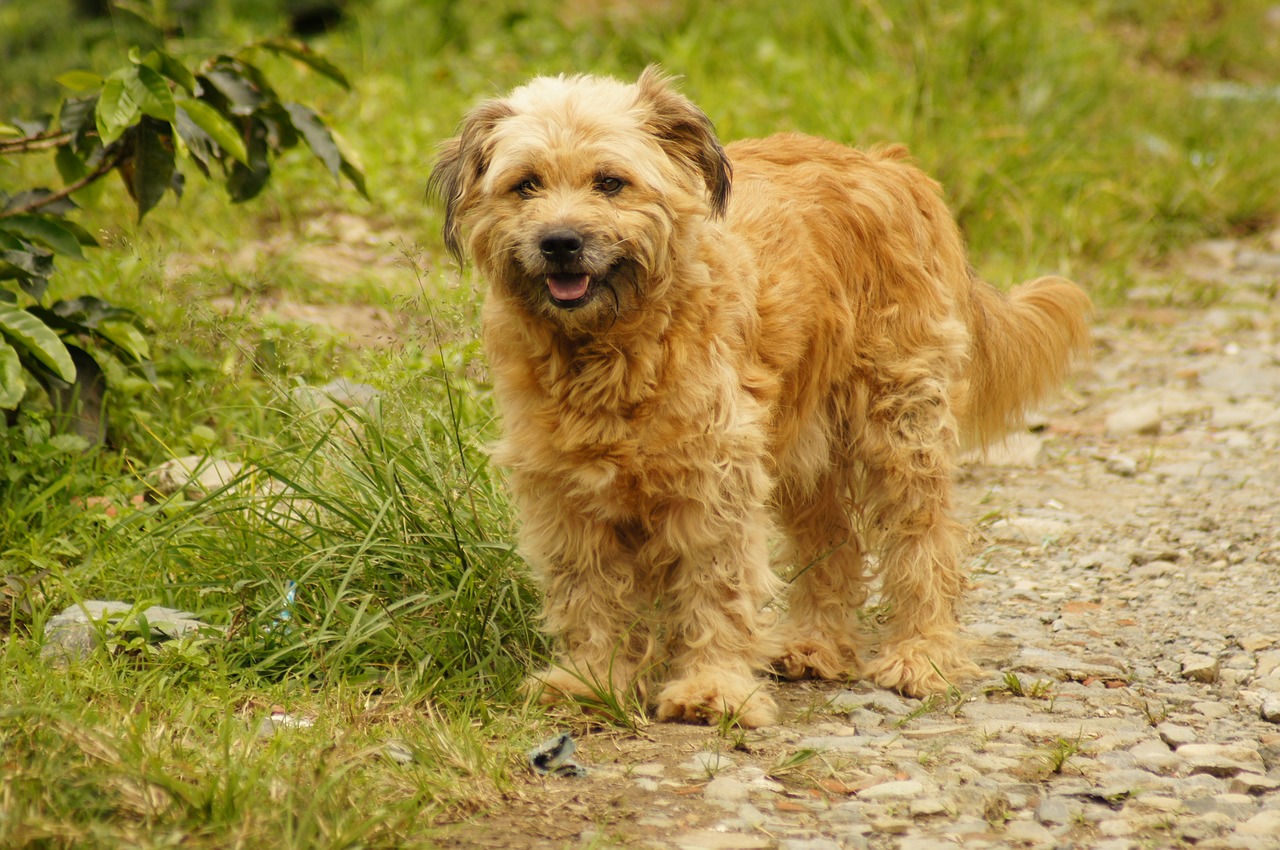 Image - my dogs the field armenia quindio