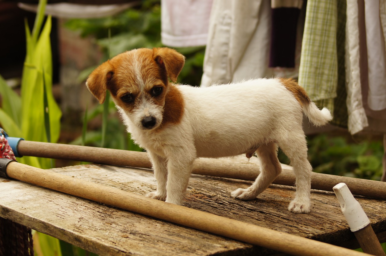 Image - my dogs the field armenia quindio