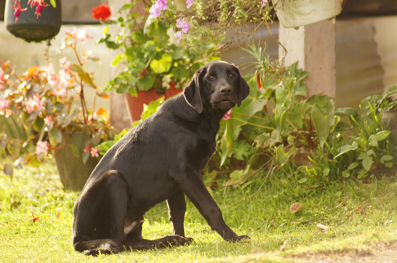 Image - my dogs the field armenia quindio