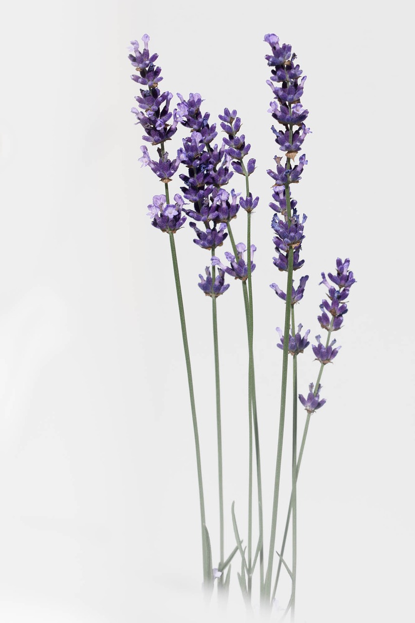 Image - lavender flower nature summer