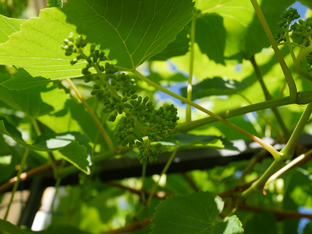 Image - leaf grapes green fruit branch