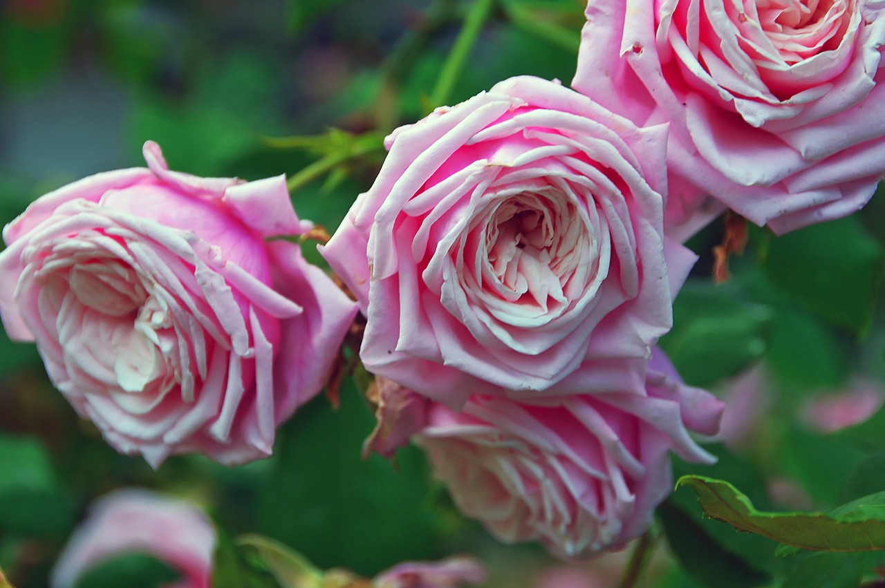 Image - rose flowers virágszírmok flower