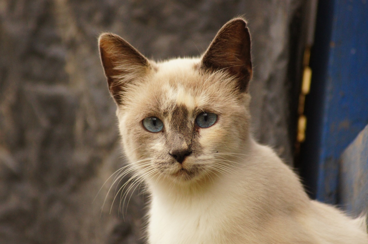 Image - animals of the field portrait