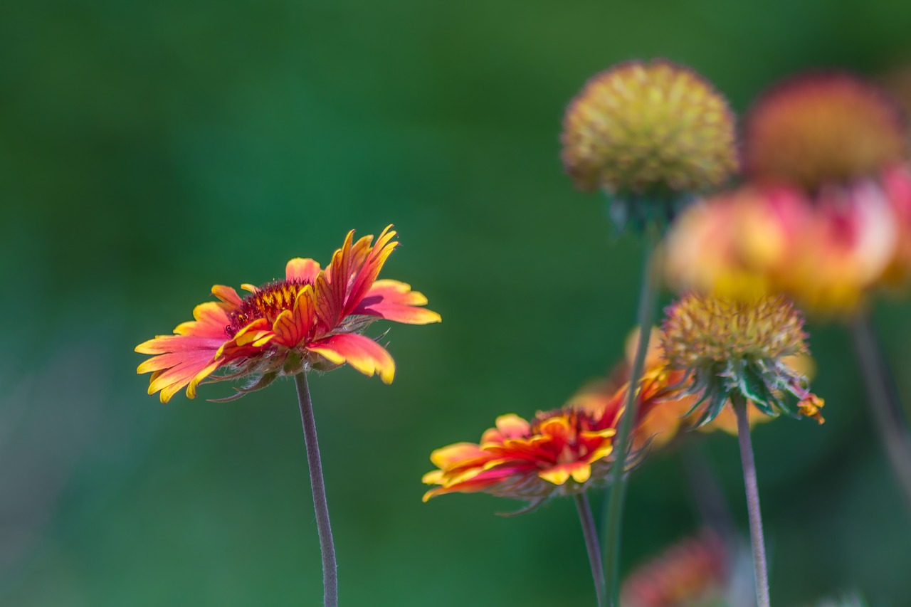 Image - flowers garden nature spring green