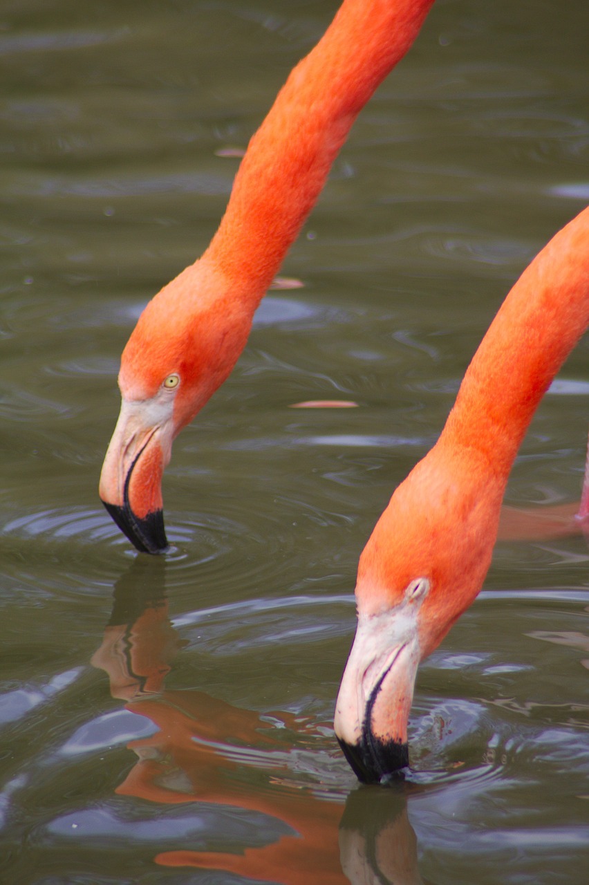 Image - animals flamingo zoo bird fauna