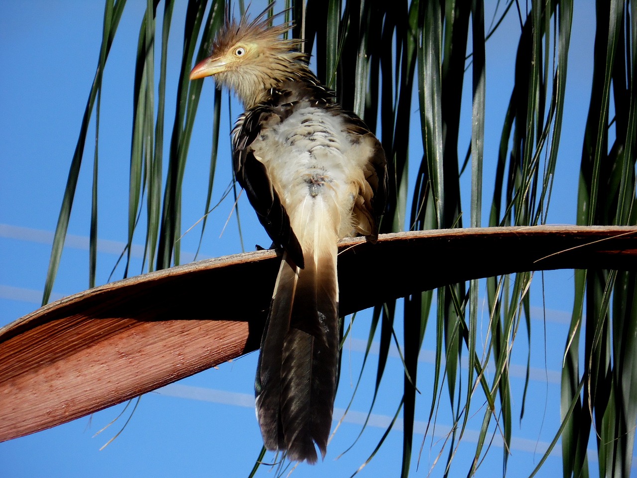 Image - anu white bird environment forests