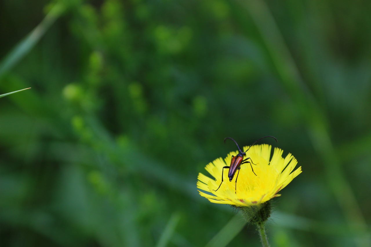 Image - beetle flower summer sunny nature