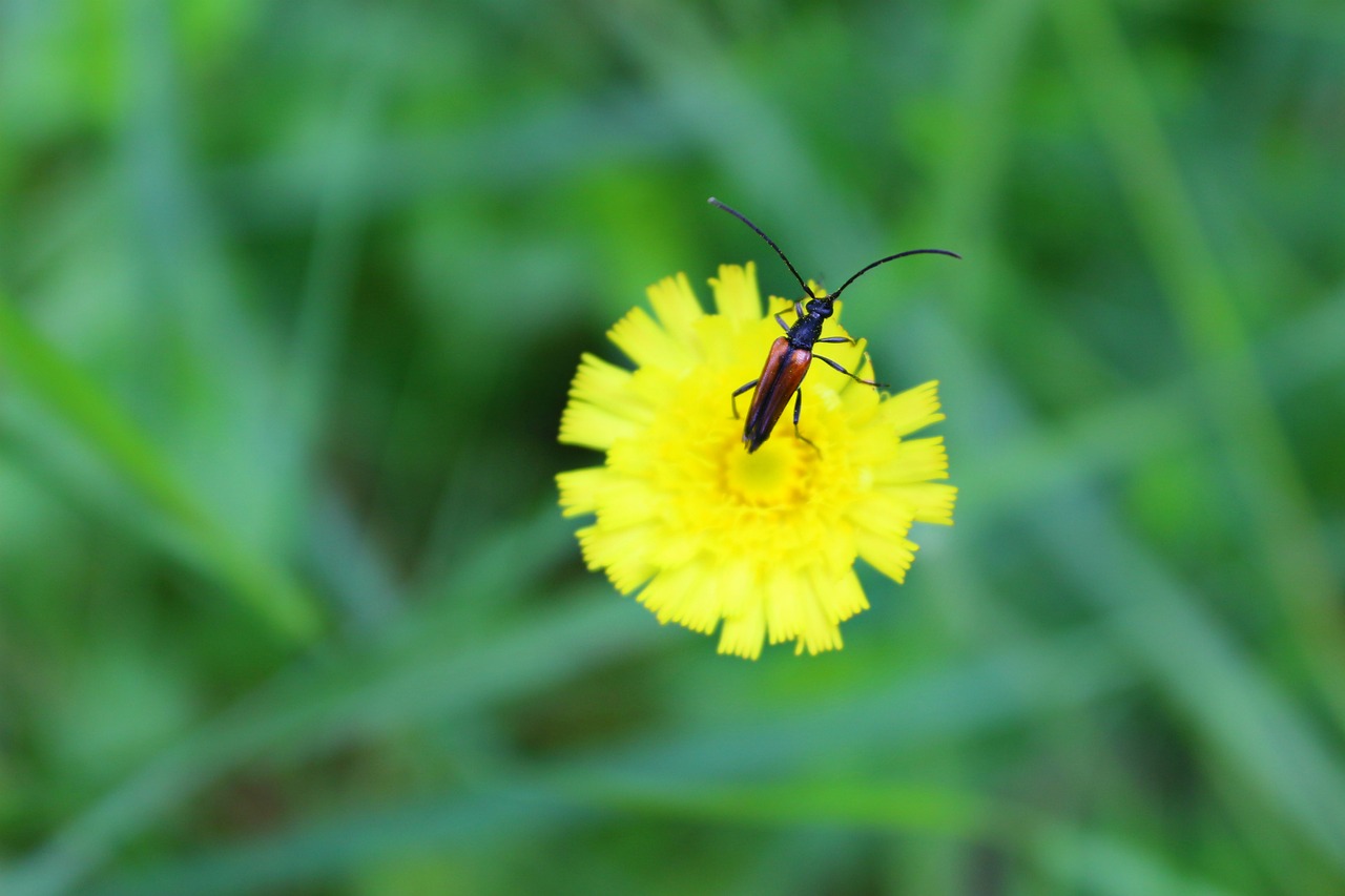 Image - beetle flower summer sunny nature