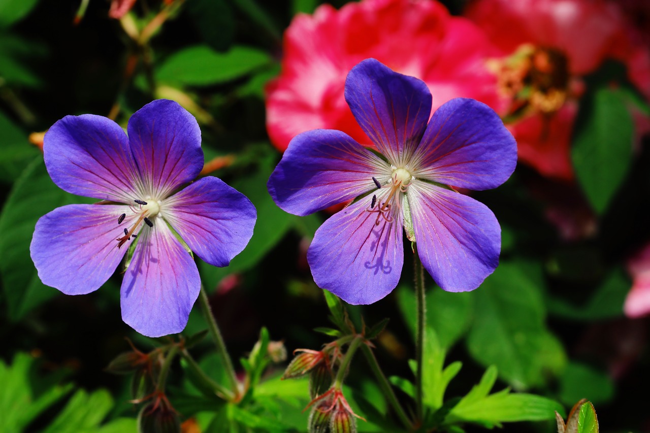 Image - flower flowers cranesbill nature
