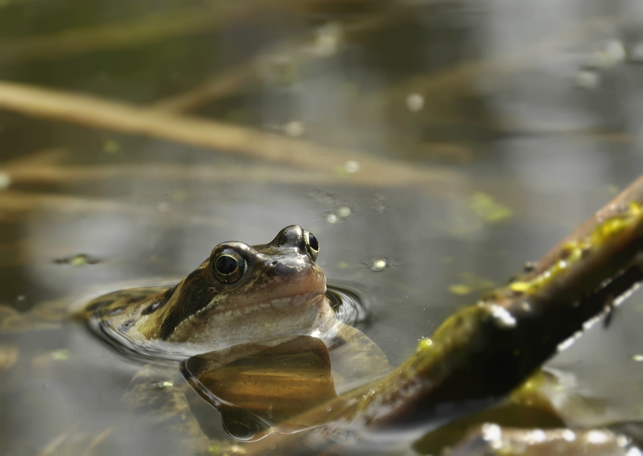 Image - frog water pond of course green