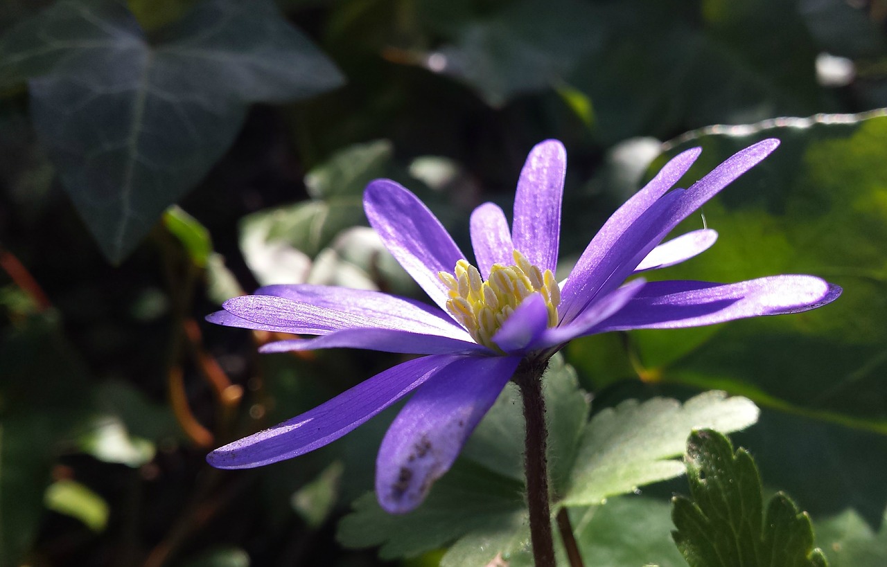 Image - purple flower bloom anemone forest