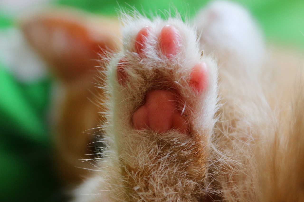 Image - cat leg animal tenderness