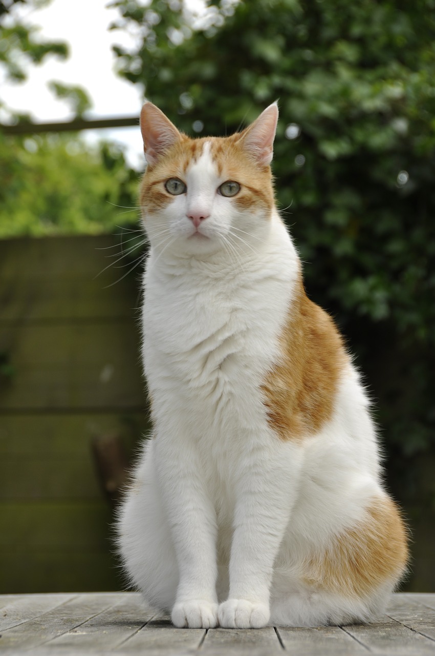 Image - gijs cat hangover pet red white