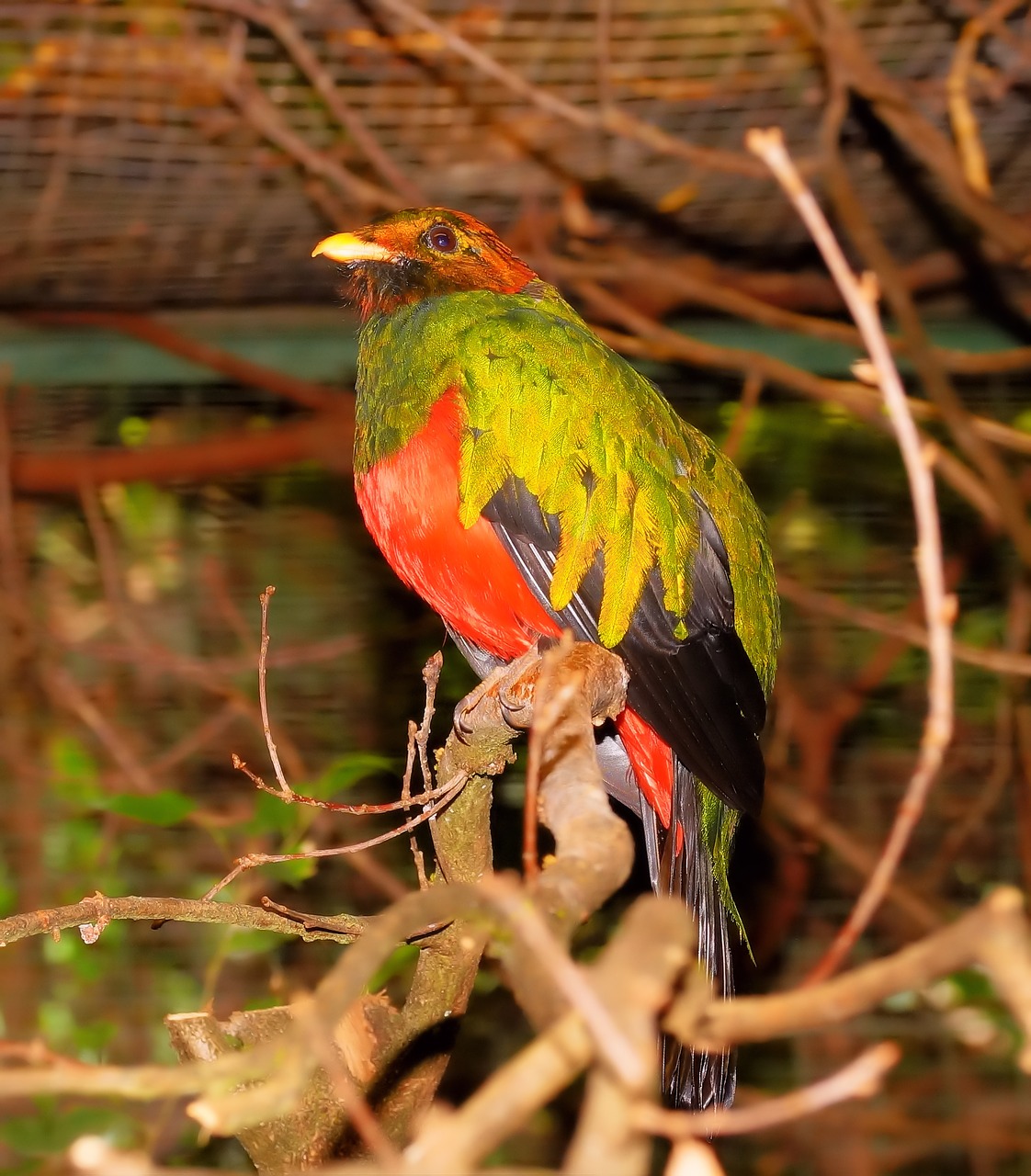 Image - bird colorful gold head quetzal