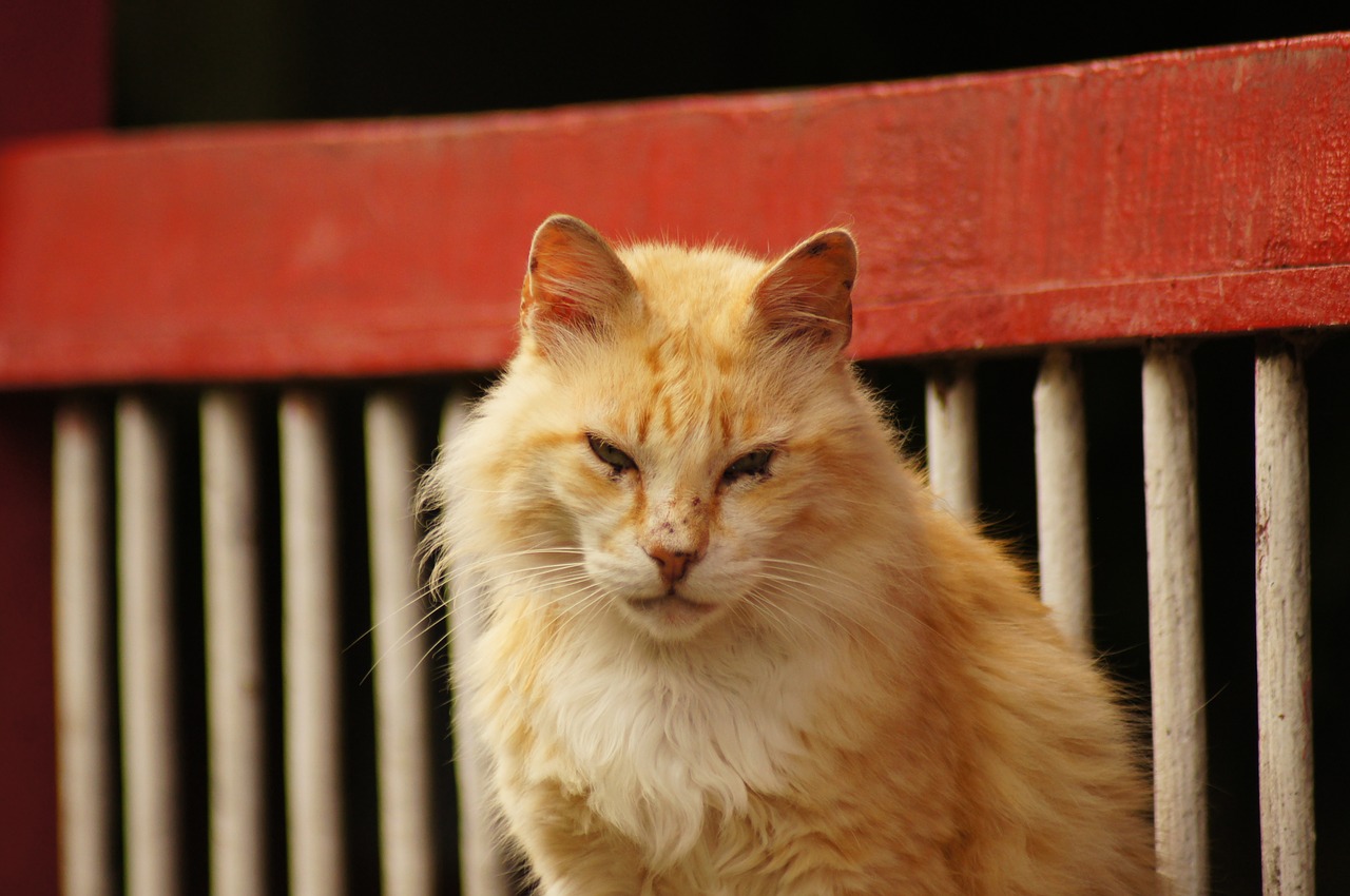 Image - animals of the field portrait