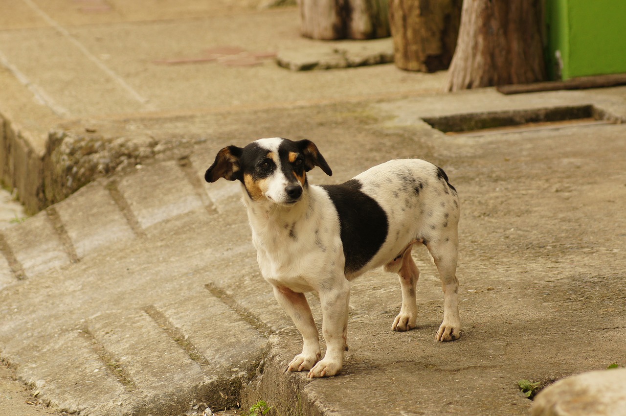 Image - animals of the field portrait