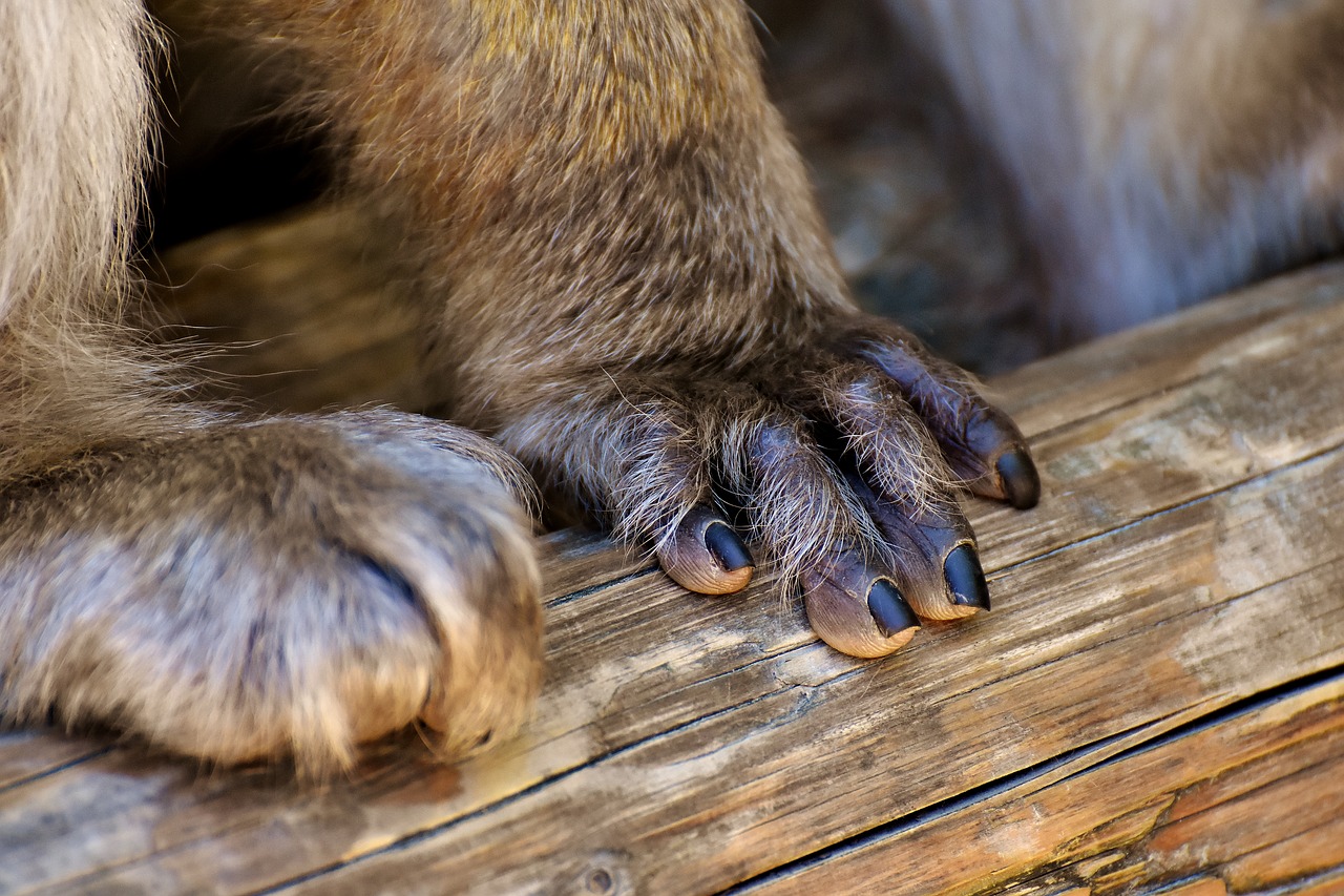 Image - barbary ape hand foot