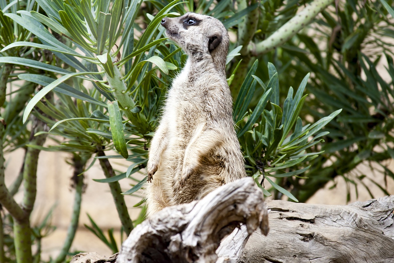 Image - meerkat zoo sentry cute