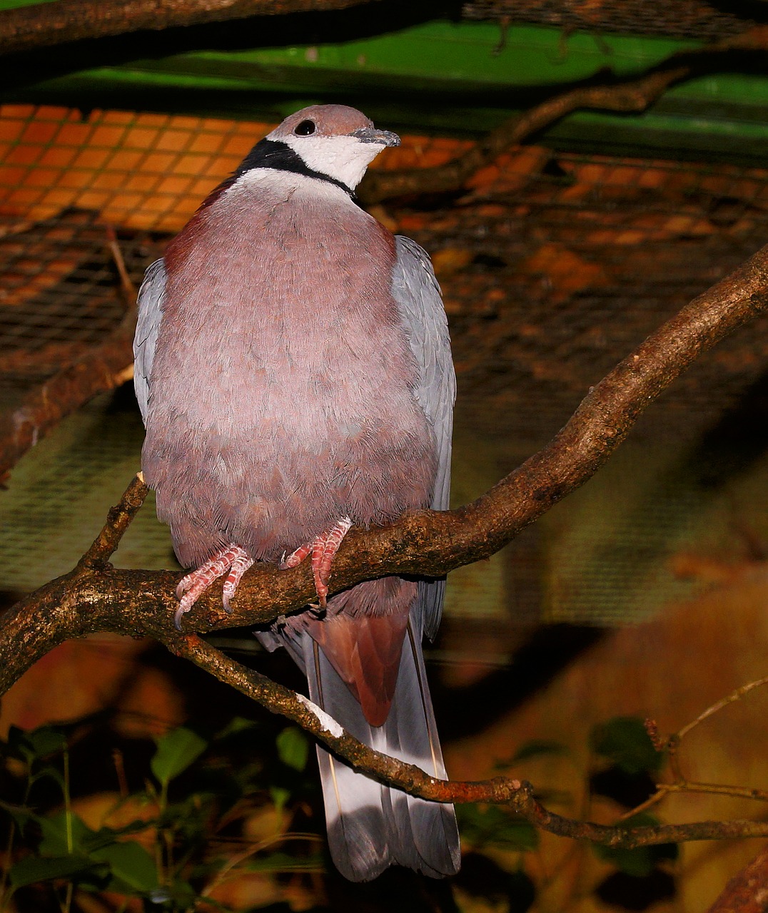 Image - dove colorful exotic bird plumage