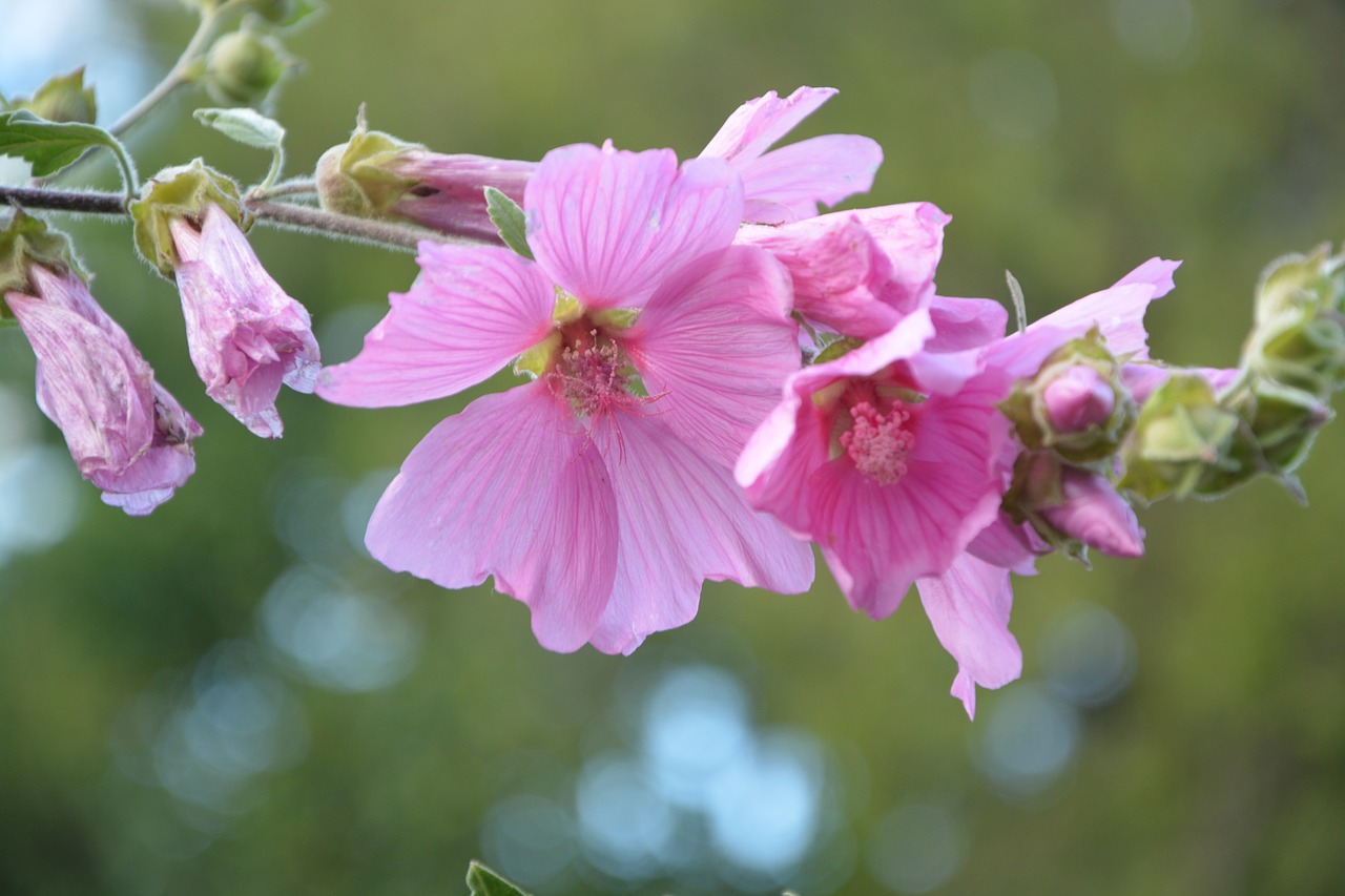 Image - pink flowers hibiscus shrub garden