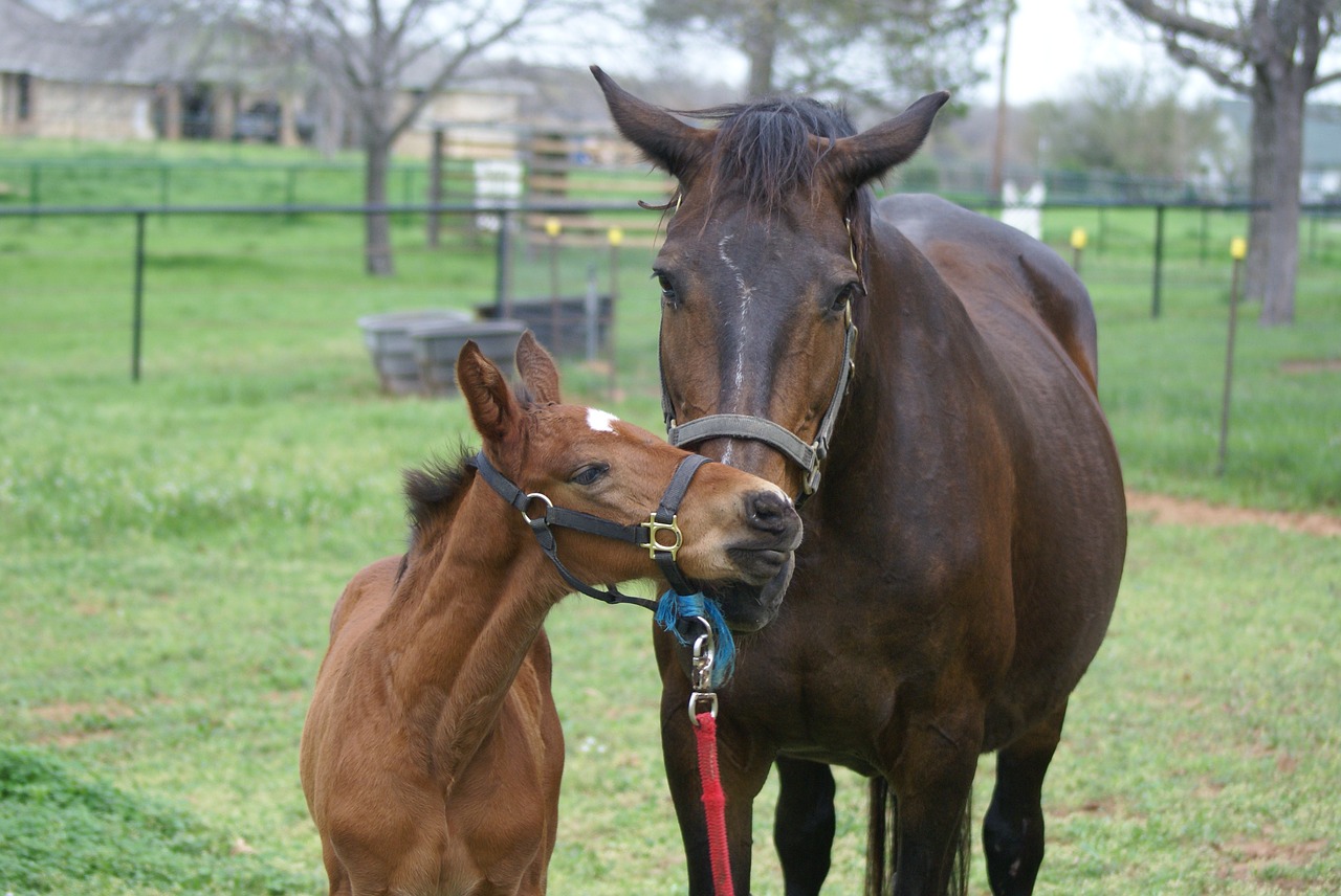 Image - mare foal filly equine horse