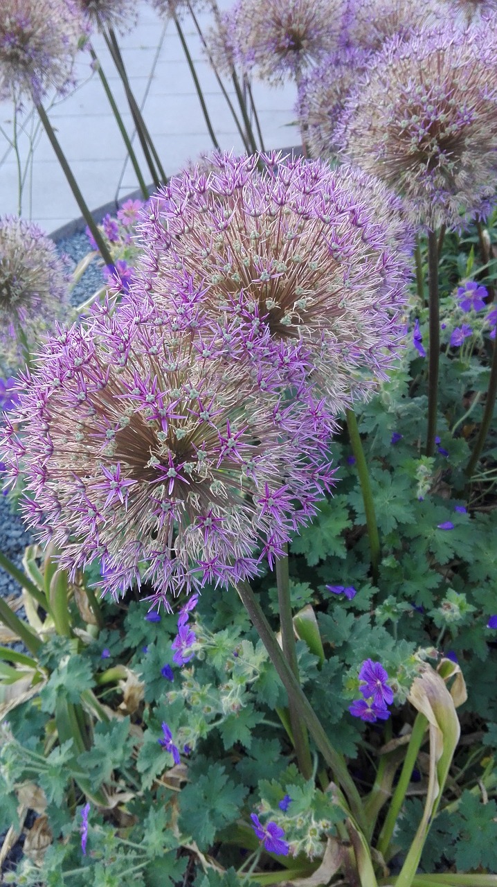 Image - decorative garlic flower