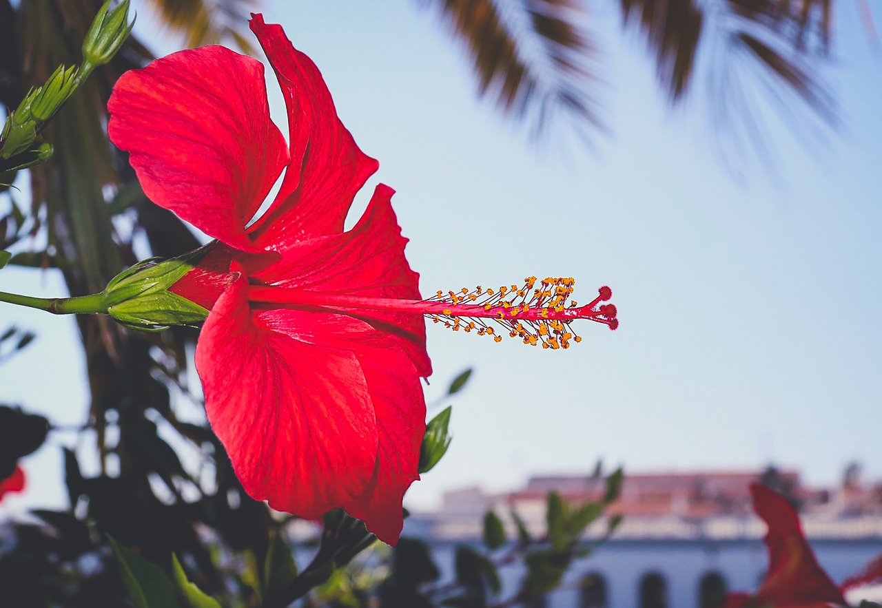 Image - flower portugal red macro