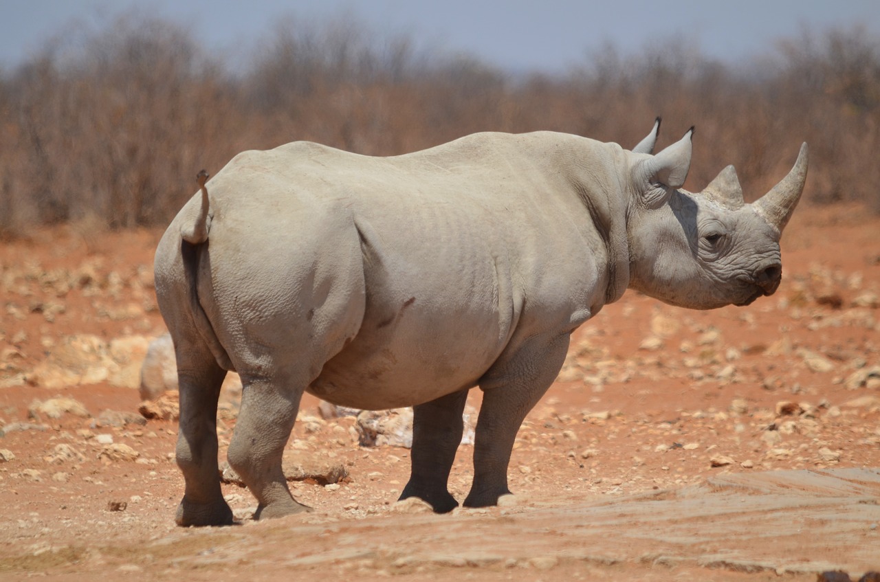 Image - rhino etosha mammal big five