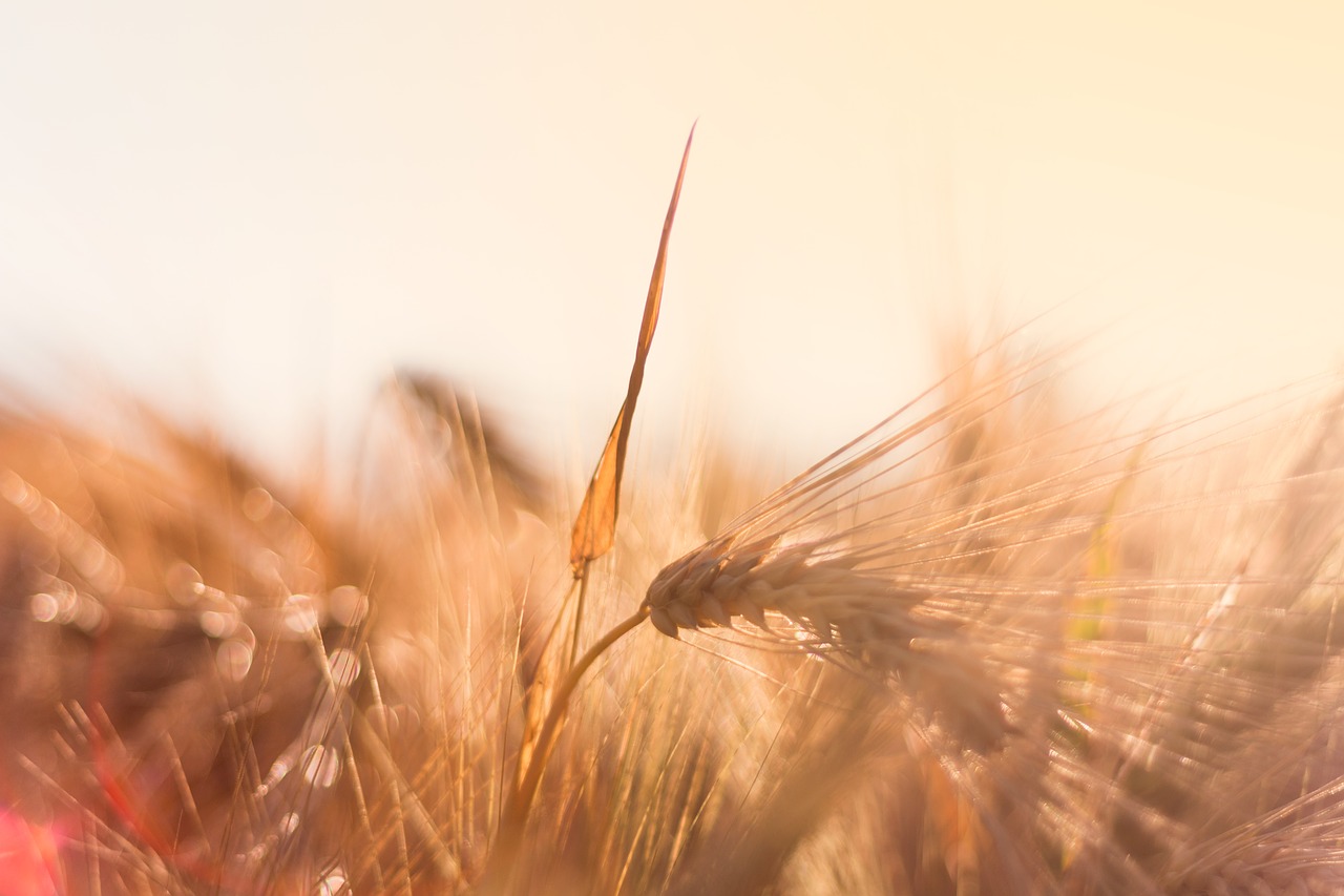 Image - barley back light evening sun