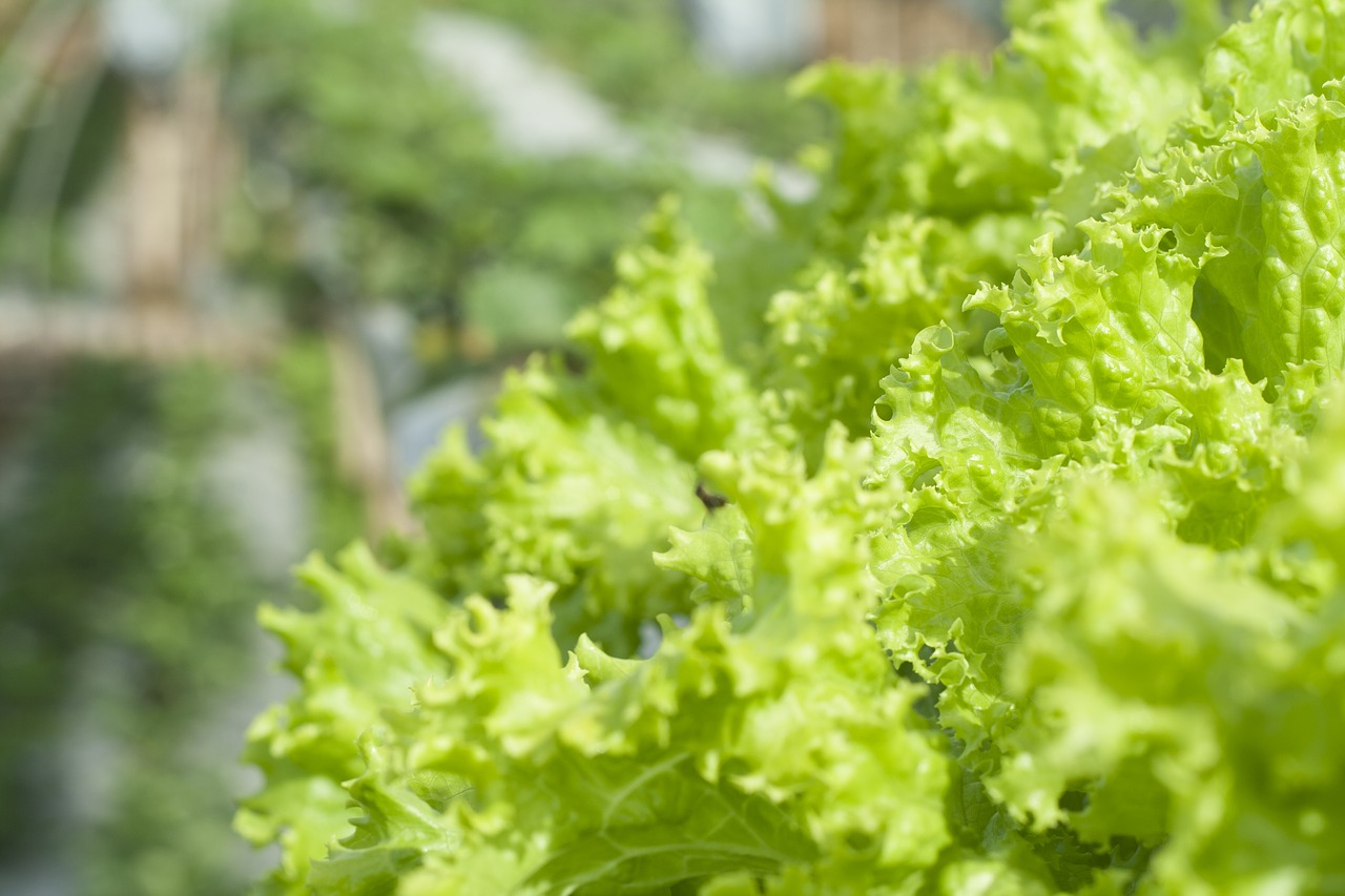 Image - lettuce green organic leaf fresh