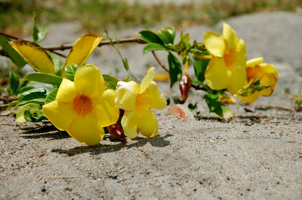 Image - brazil bahia flower alamanda