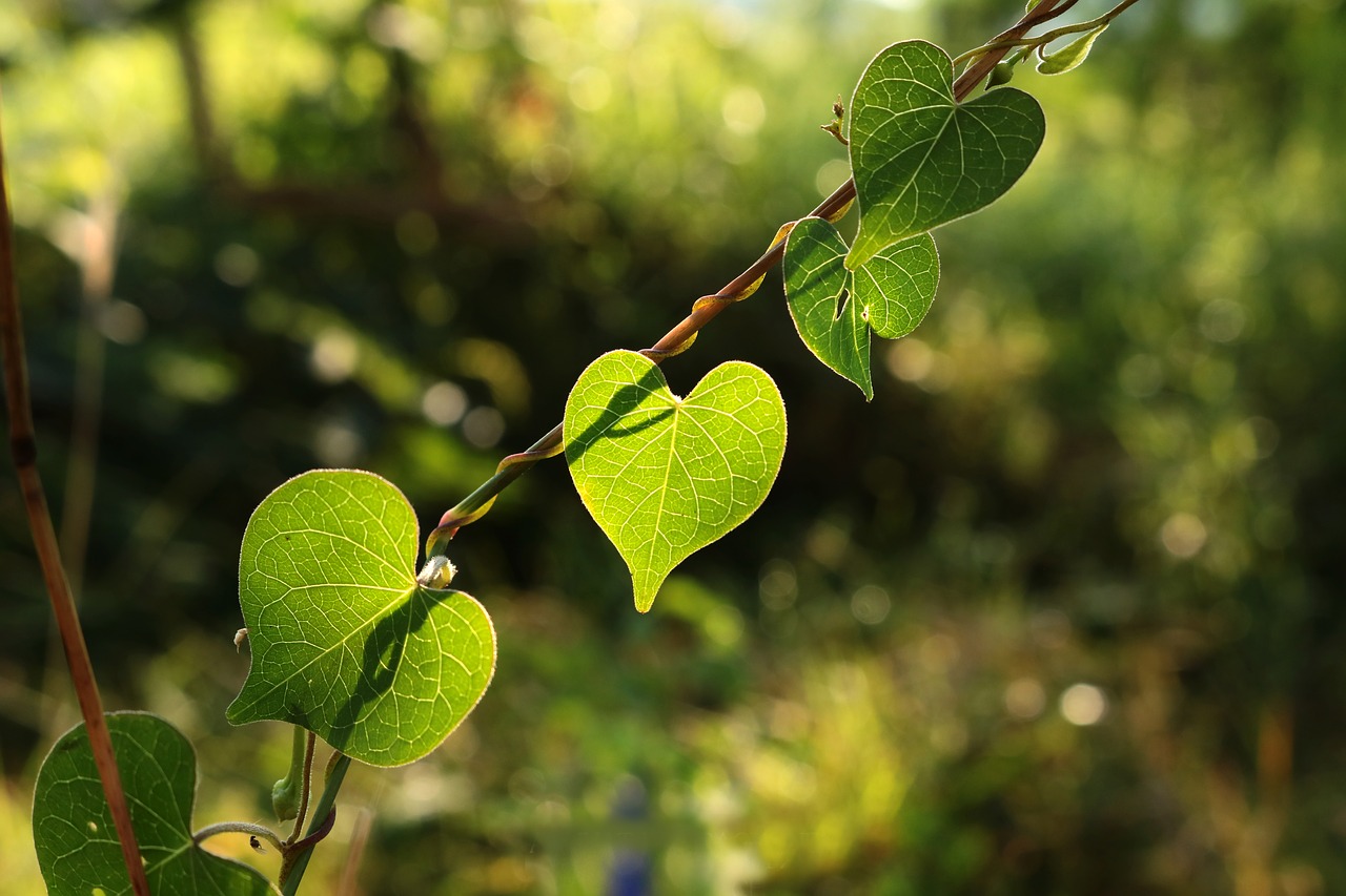 Image - autumn leaves lighting green bright