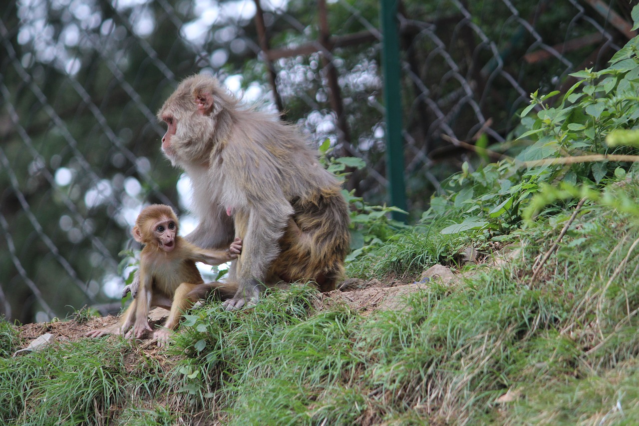 Image - baby monkey mother monkey shimla