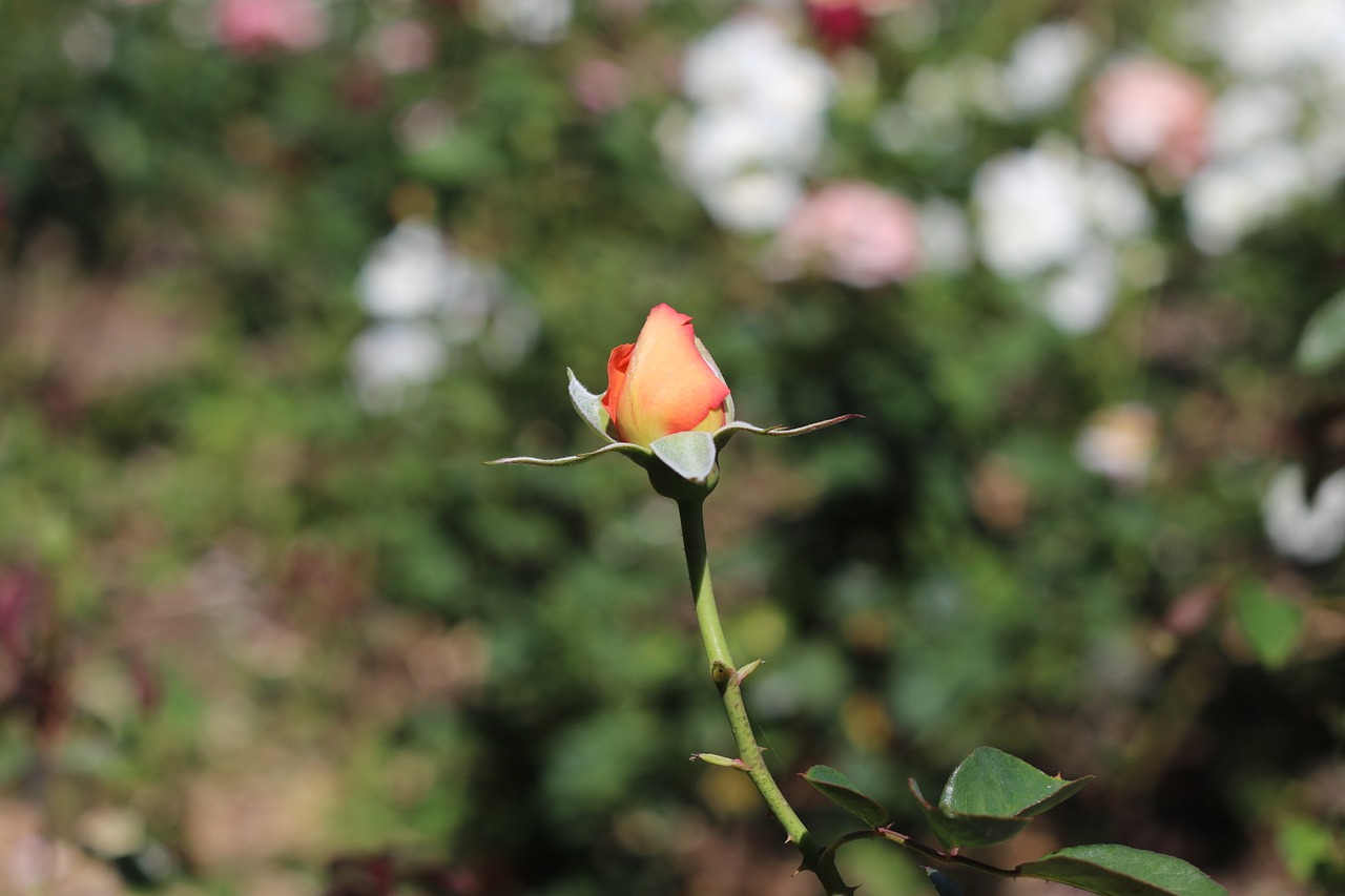 Image - peach rose flower garden rose