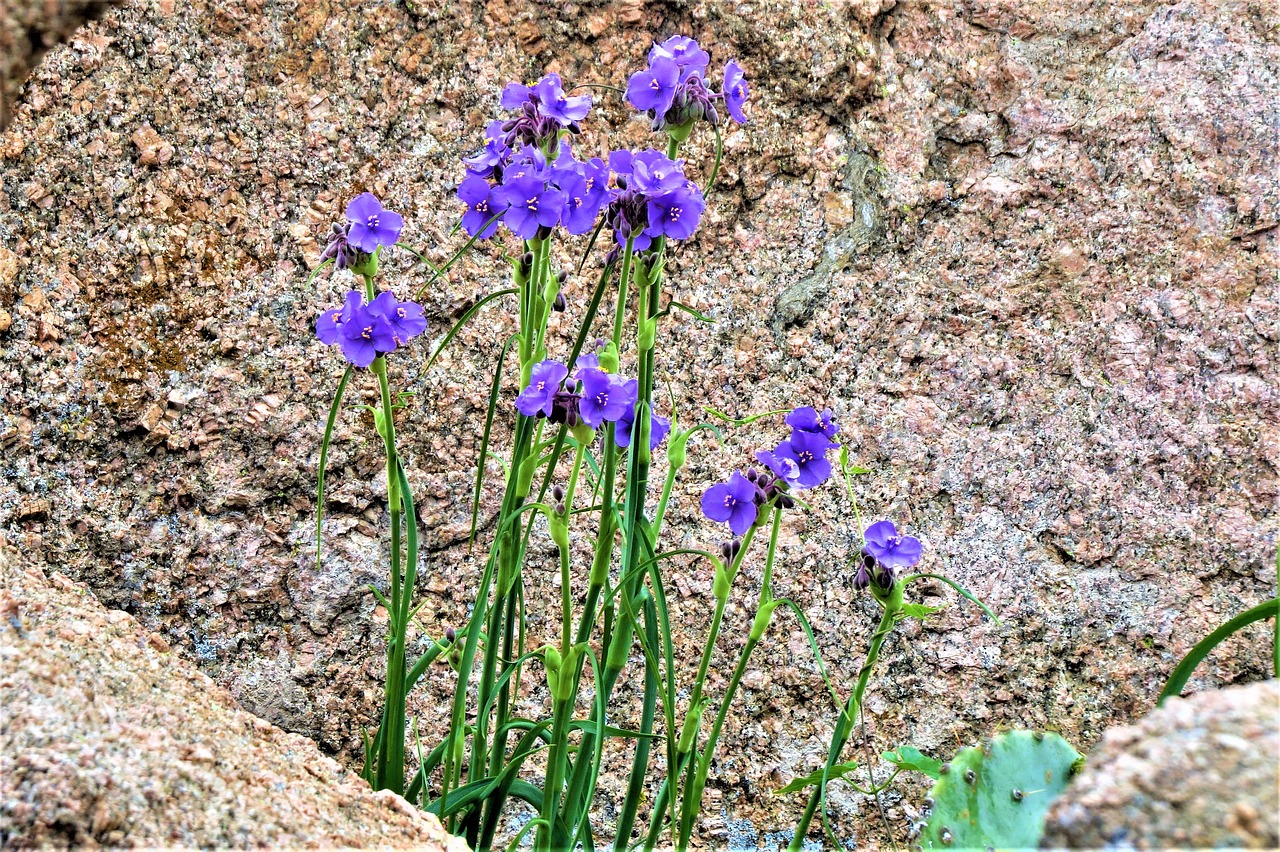 Image - wild flowers deep blue pink granite