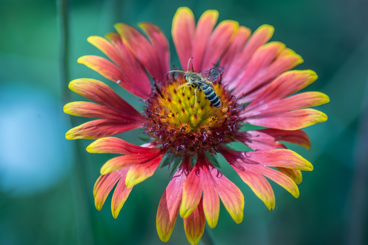 Image - daisy flower macro nature spring