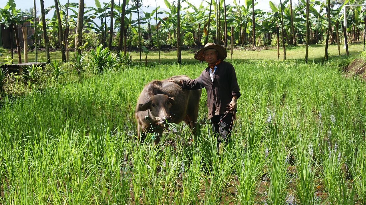 Image - field morning shunshine agriculture