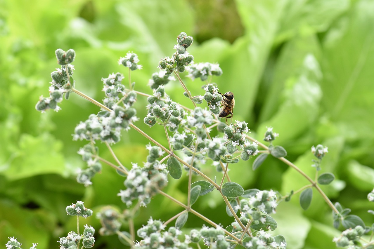 Image - oregano herb spice bee animal