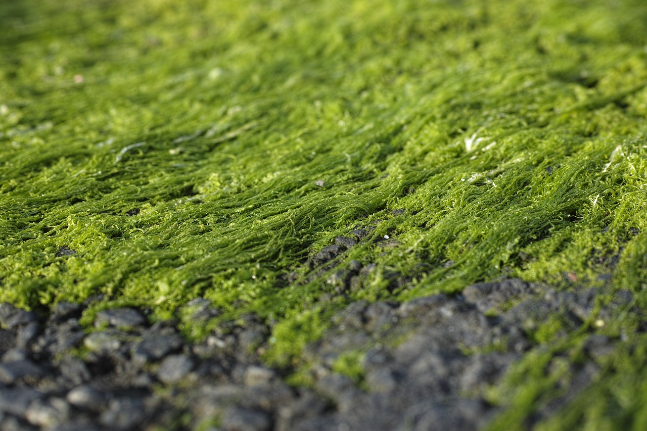 Image - moss nature open air landscape