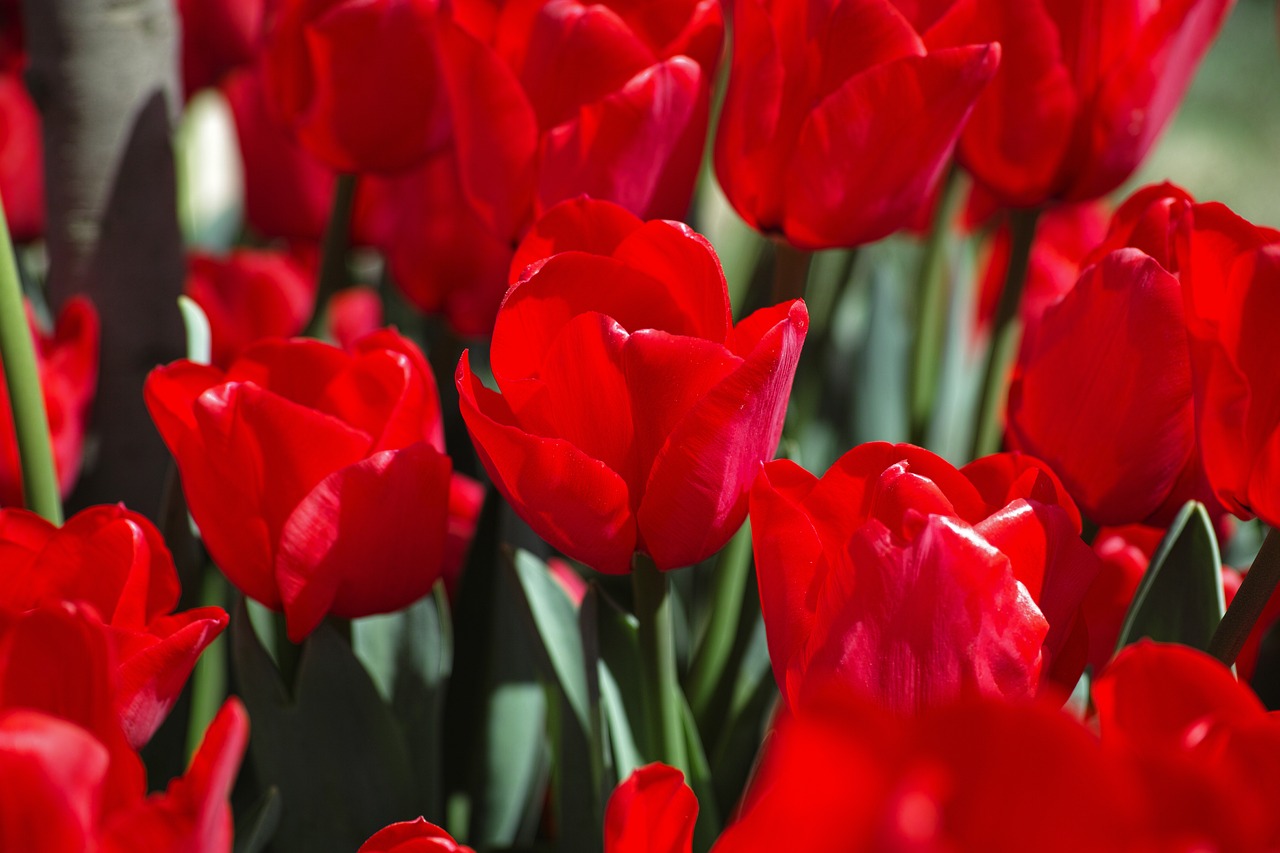 Image - tulips flower detail flowers macro