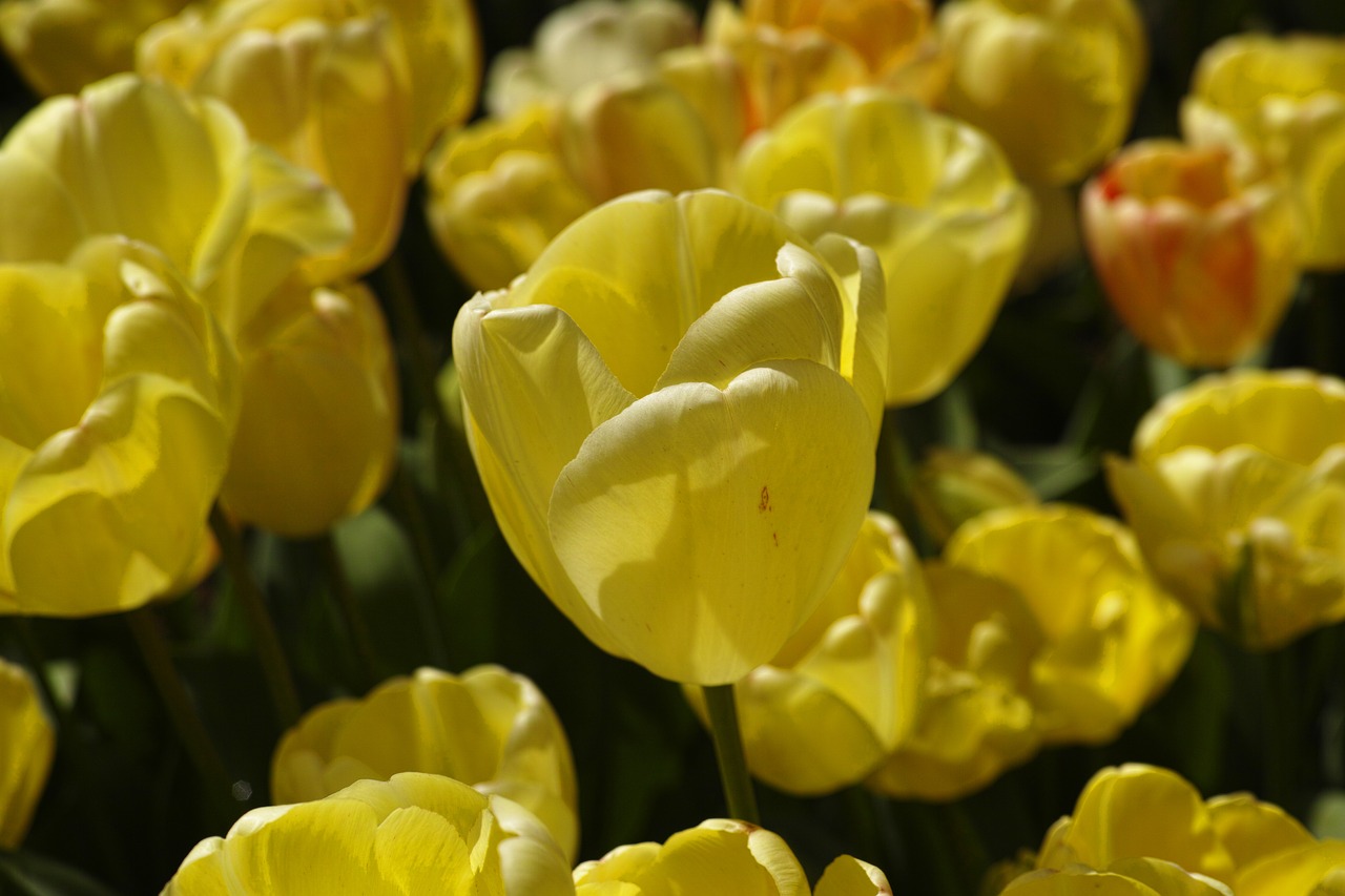 Image - tulips flower detail flowers macro