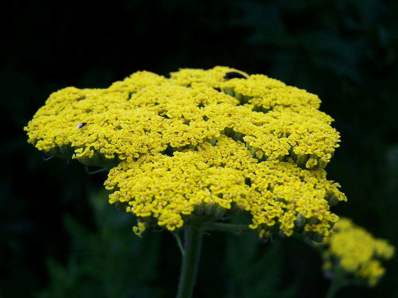 Image - yarrow yellow flower flower garden