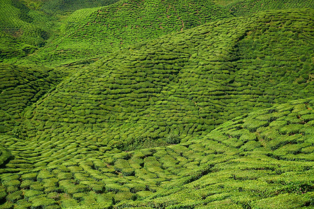 Image - tea field tea garden taylor asian