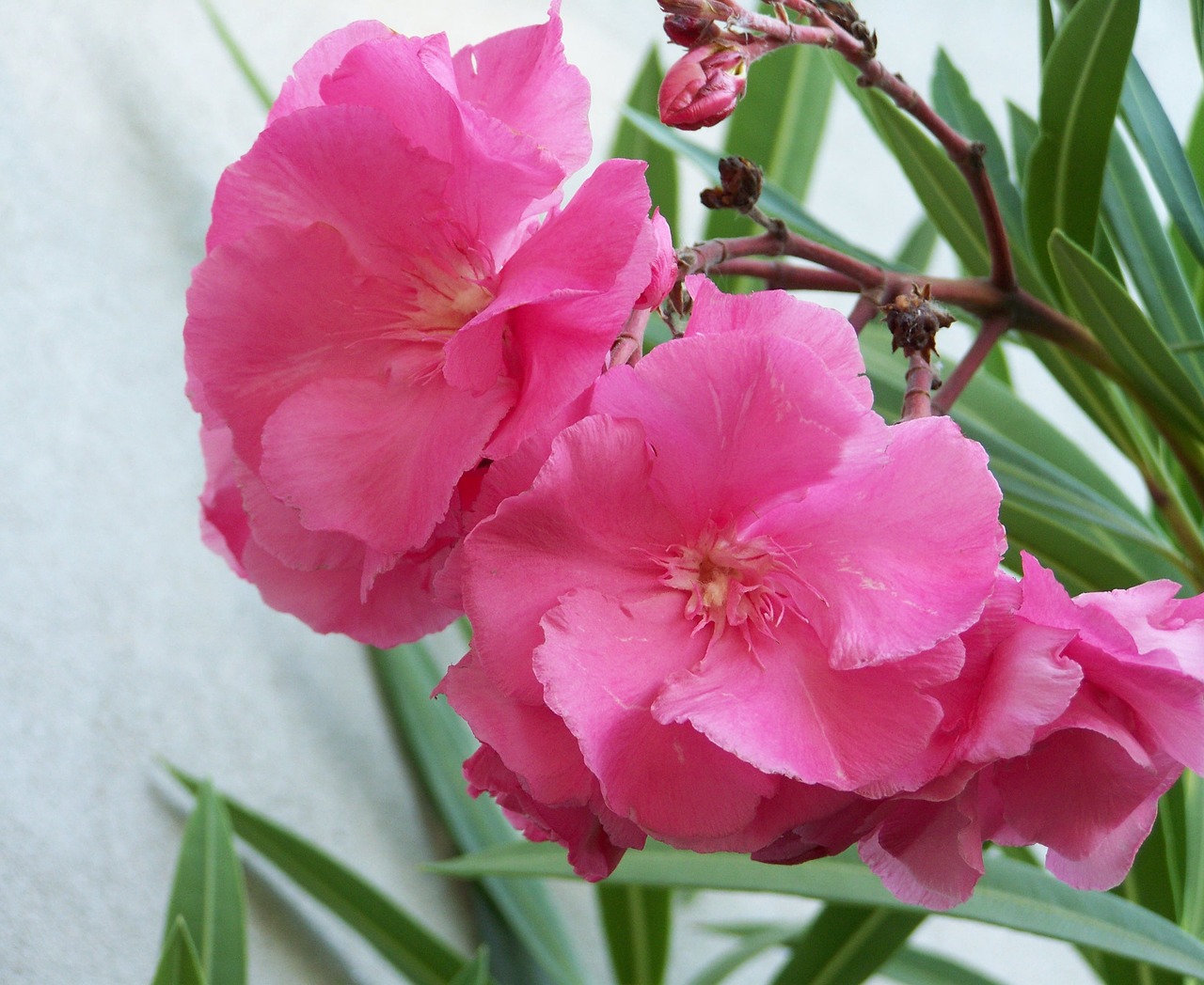 Image - leander pink flower mediterranean
