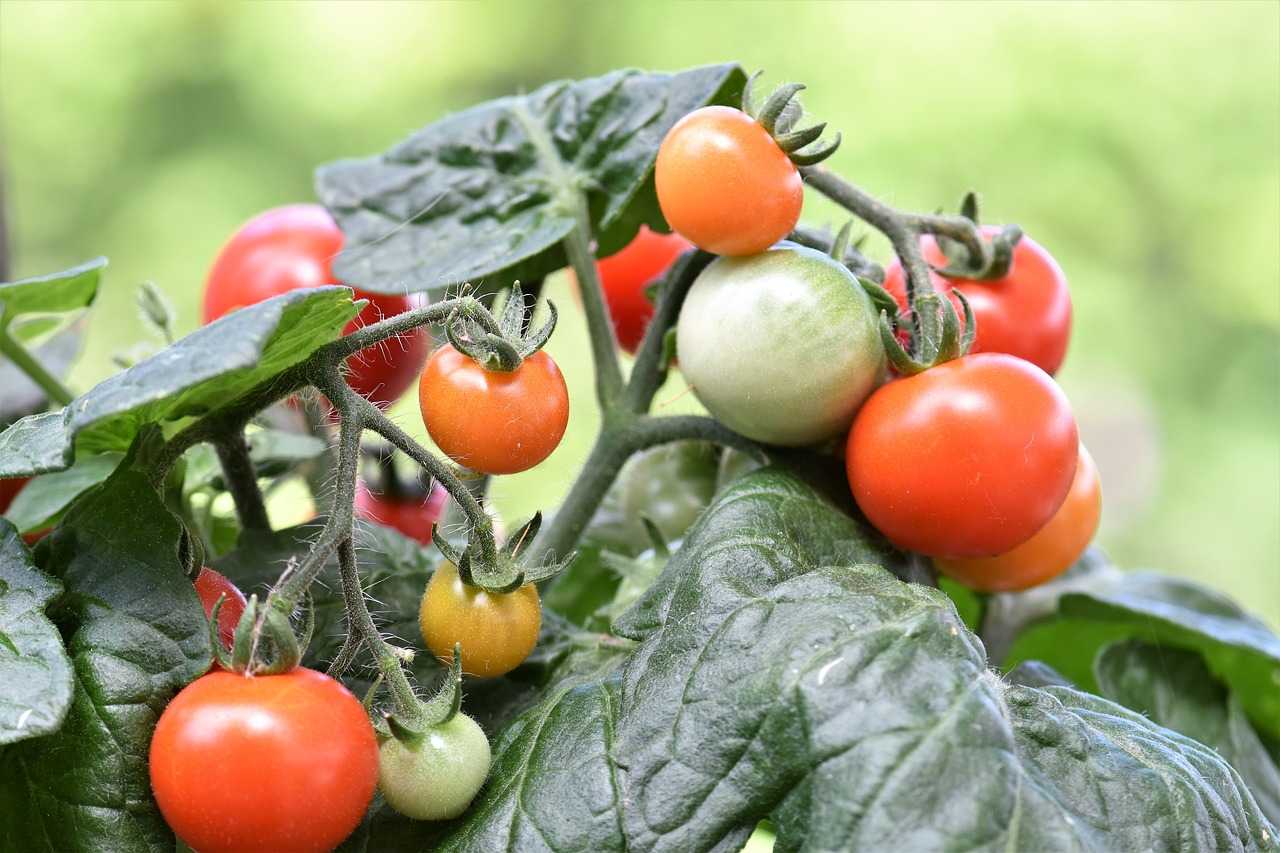 Image - tomato red cherry tomato vegetables