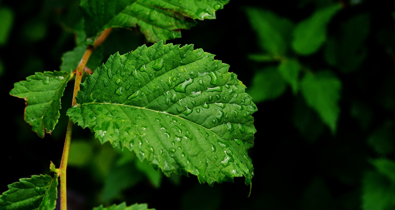 Image - leaf green leaf drop of water wet