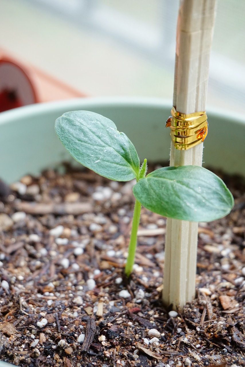 Image - cucumber bud potted plant support