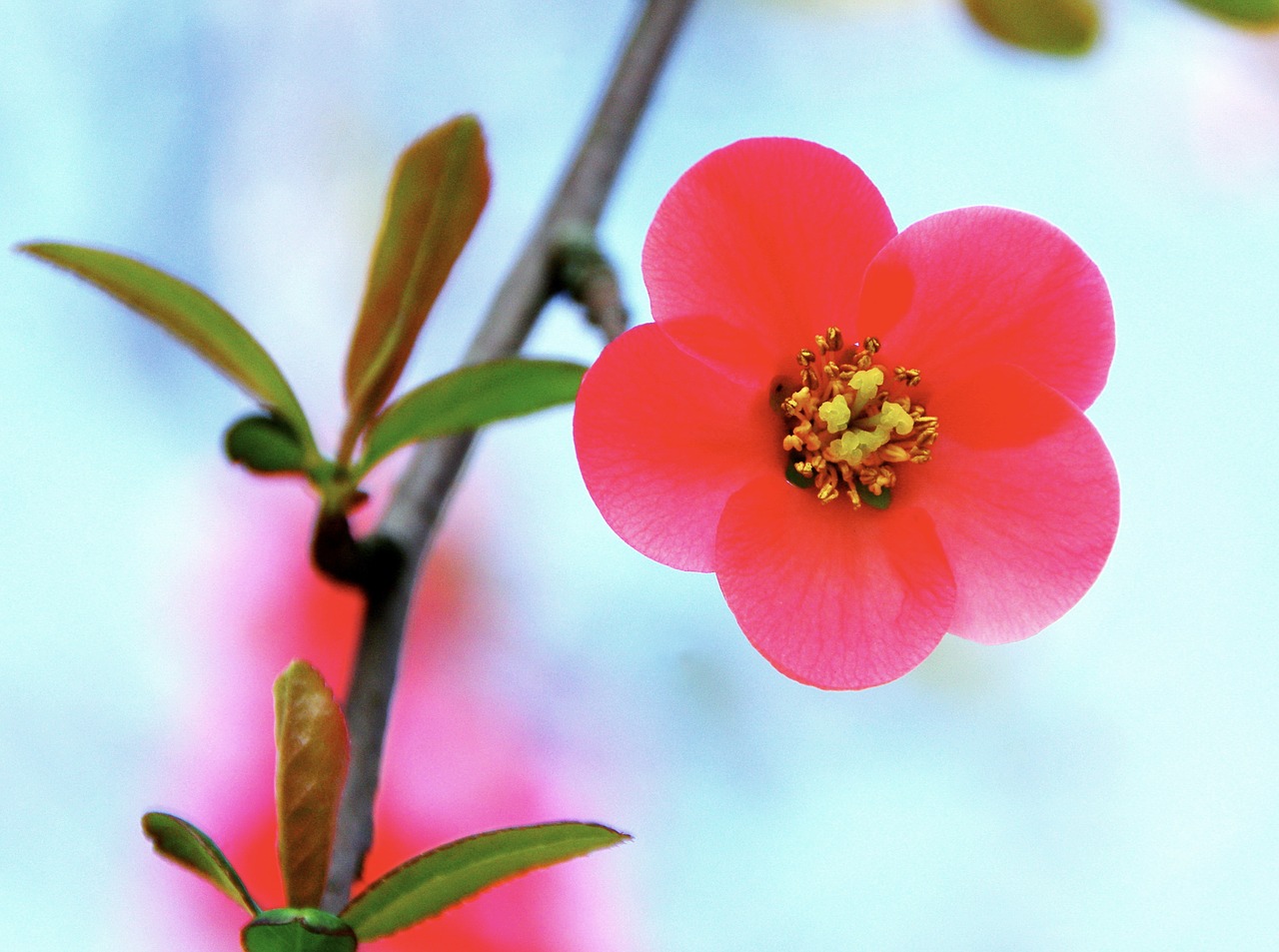 Image - flower tropic red petals corolla